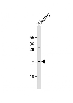 LYZL1 Antibody (C-term)