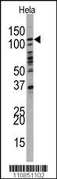 PI3KC3 Antibody (N-term G24)