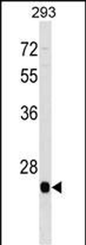 BTG4 Antibody (C-term)