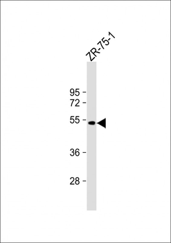 BRP16 Antibody (Center)