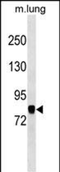 COG7 Antibody (C-term)