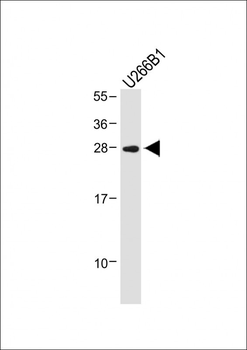 IGLL5 Antibody (C-term)