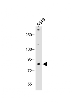 FBXL19 Antibody (C-term)