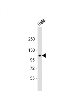GPR115 Antibody (C-term)