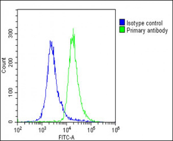 ALKBH5 Antibody (Center)