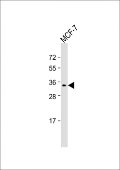 MEOX2 Antibody (Center)