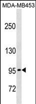 PCDHGA5 Antibody (N-term)