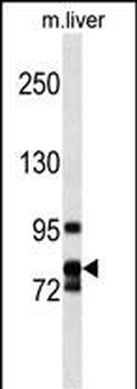 CCNF Antibody (Center)