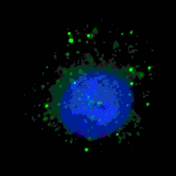BARON Antibody (N-term)