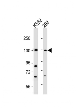 BARON Antibody (N-term)