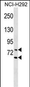 LMNA Antibody (Center)