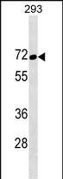 TFE3 Antibody (N-term)