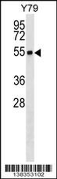 RNF26 Antibody (Center)