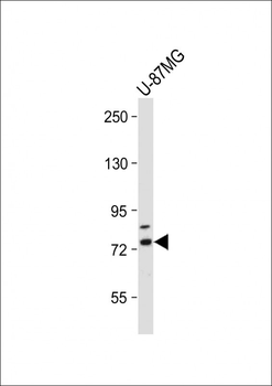 RNF145 Antibody (C-term)