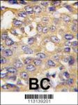 AMBRA1 Antibody (N-term)