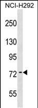 ARHGAP28 Antibody (Center)