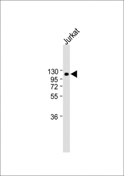 LAMP2 Antibody