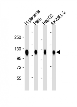 LAMP2 Antibody
