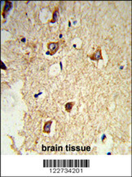 GABARAPL2 Antibody