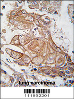 RGS19 Antibody (S151)