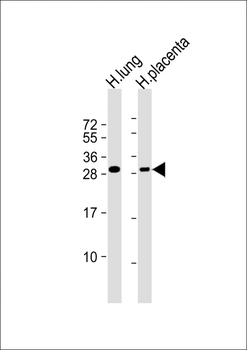 RGS19 Antibody (S24)