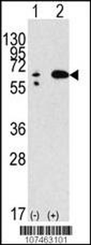Beclin 1 Antibody