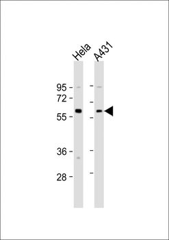 Beclin 1 Antibody