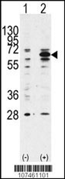 Beclin 1 Antibody