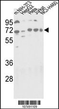 ATG16L Antibody (C-term)