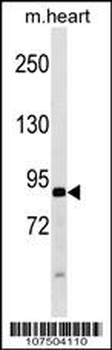 ATG9A Antibody (Center)