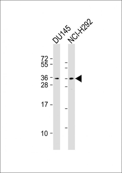 TSPAN18 Antibody (Center)