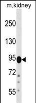 FIG4 Antibody (C-term)