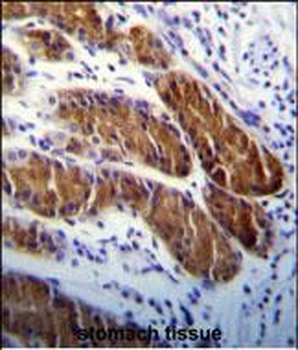 APG5 Antibody