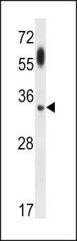 APG5 Antibody