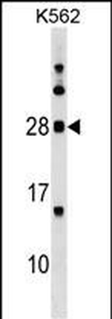 MOG Antibody (Center)