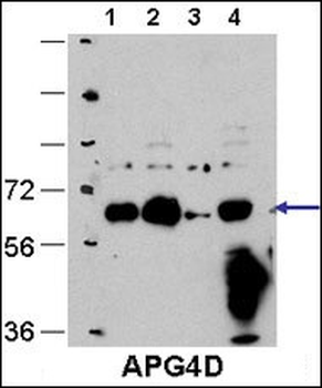 ATG4D Antibody (C-term)