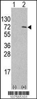 ATG4D Antibody (Center)