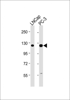 DSPP Antibody (N-term)
