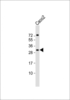 RASL12 Antibody (C-term)