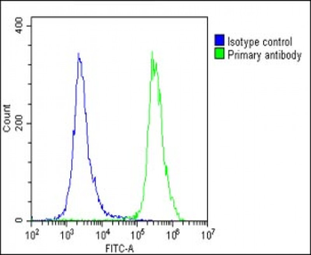 N6AMT1 Antibody (N-term)