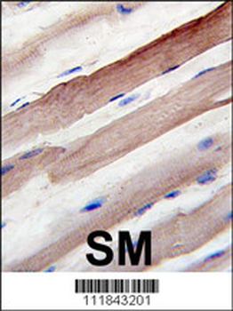 ATG4B Antibody