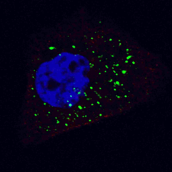 ATG4B Antibody (C-term)