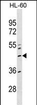 ZNF589 Antibody (Center)