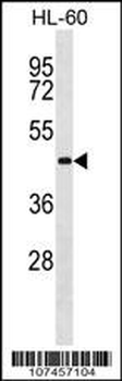 ATG3 Antibody (C-term)