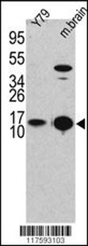 LC3 Antibody (APG8B) (T6)