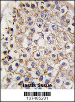 LC3 Antibody (APG8B) (C-term)