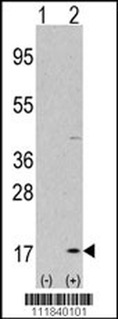 LC3 Antibody (APG8A) (P45)