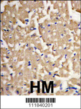 LC3 Antibody (APG8A) (P45)