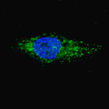 LC3 Antibody (APG8A) (P45)
