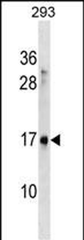 SYS1 Antibody (C-term)